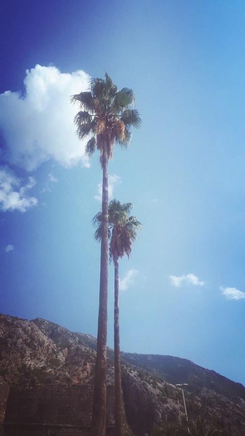 palm