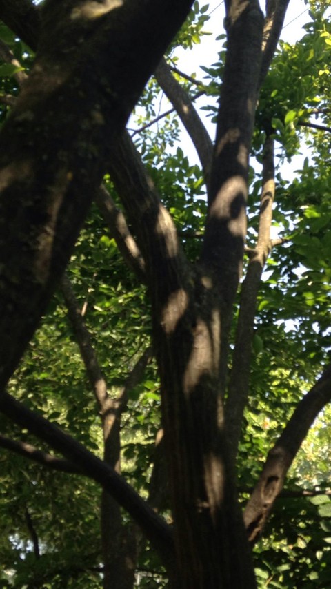 nature