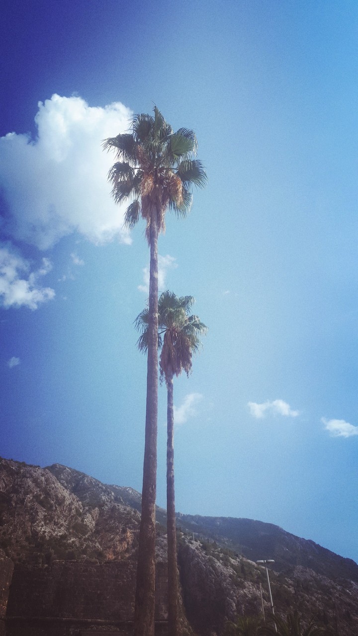 palm