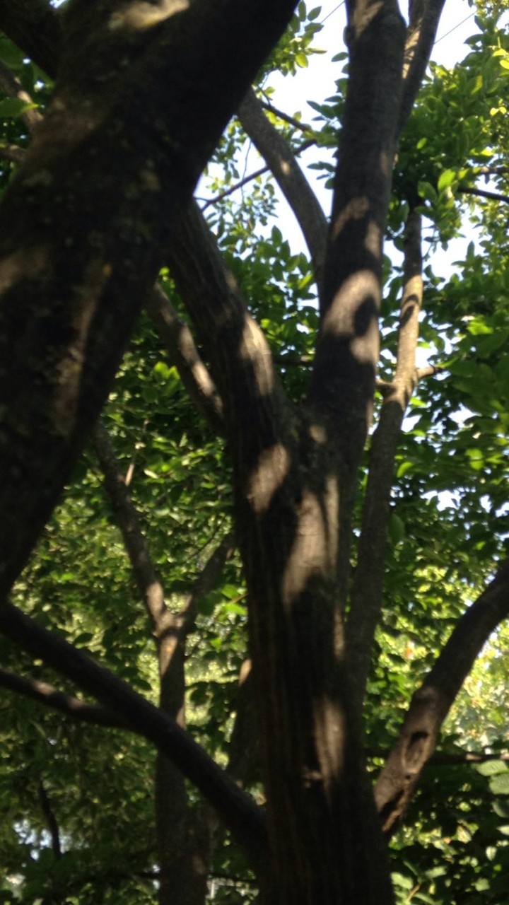 nature