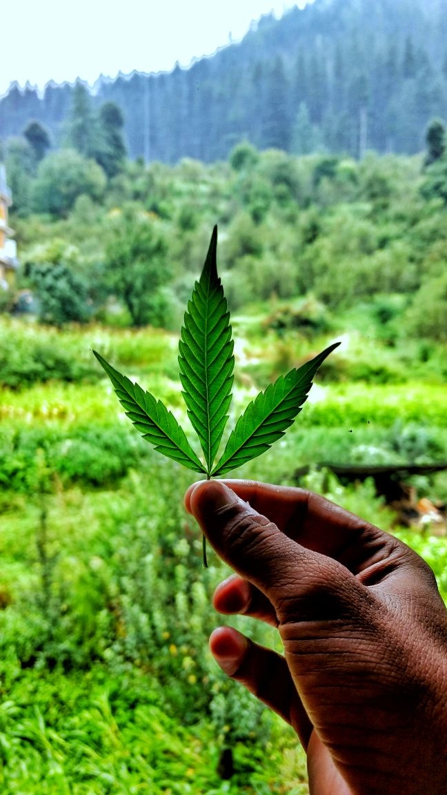 hash kasol-Malana