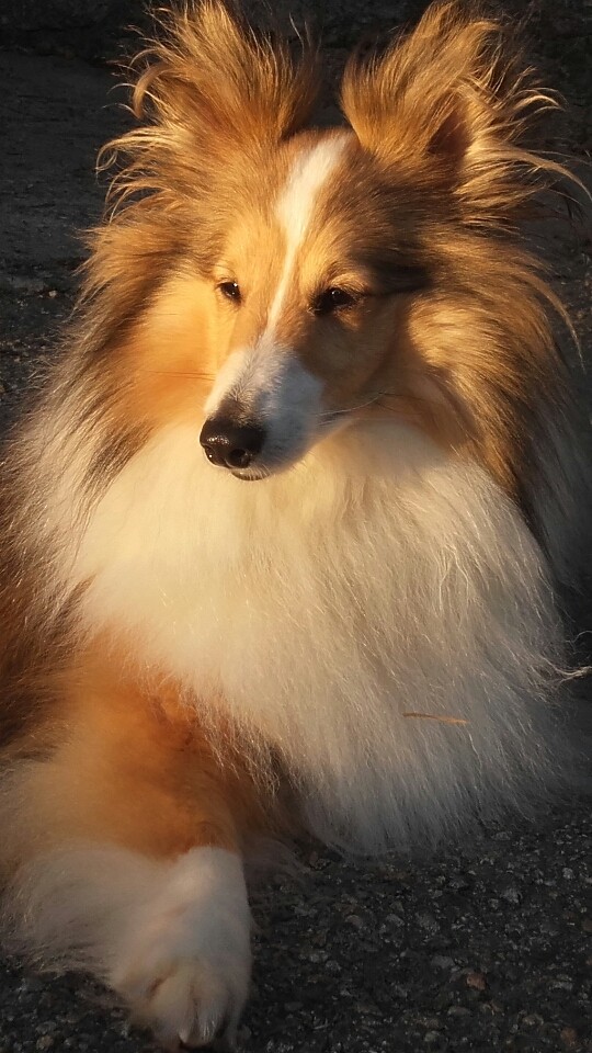 Shetlands Sheepdog
