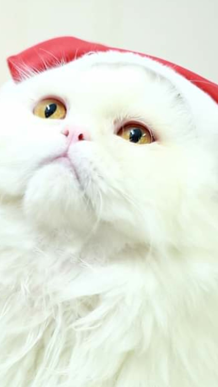 My cat