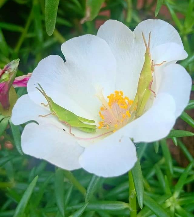 Flowers