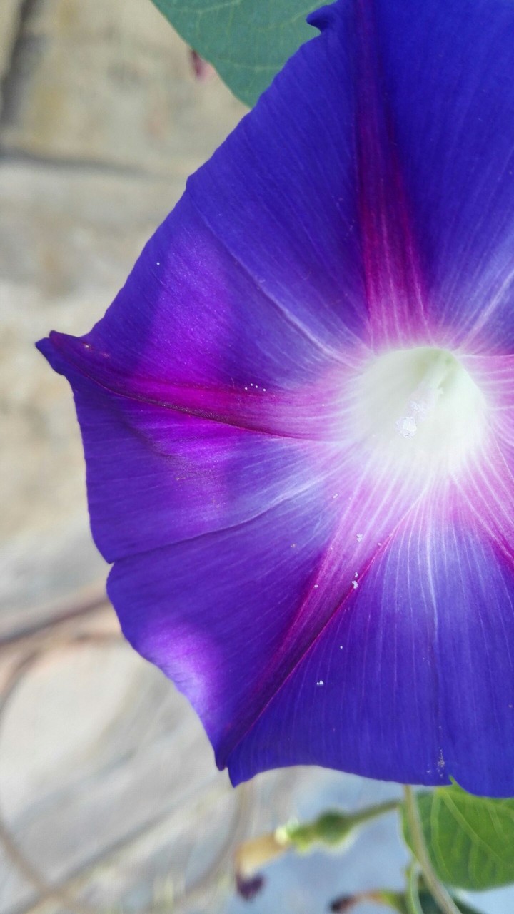 Violet life