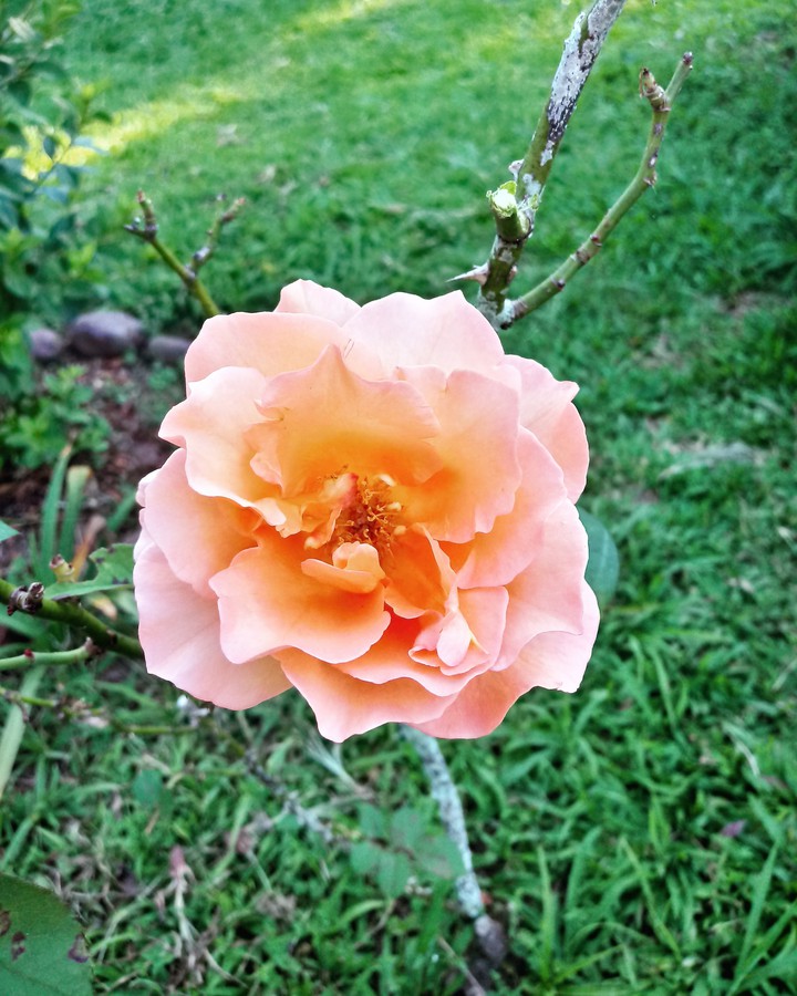 Jardim