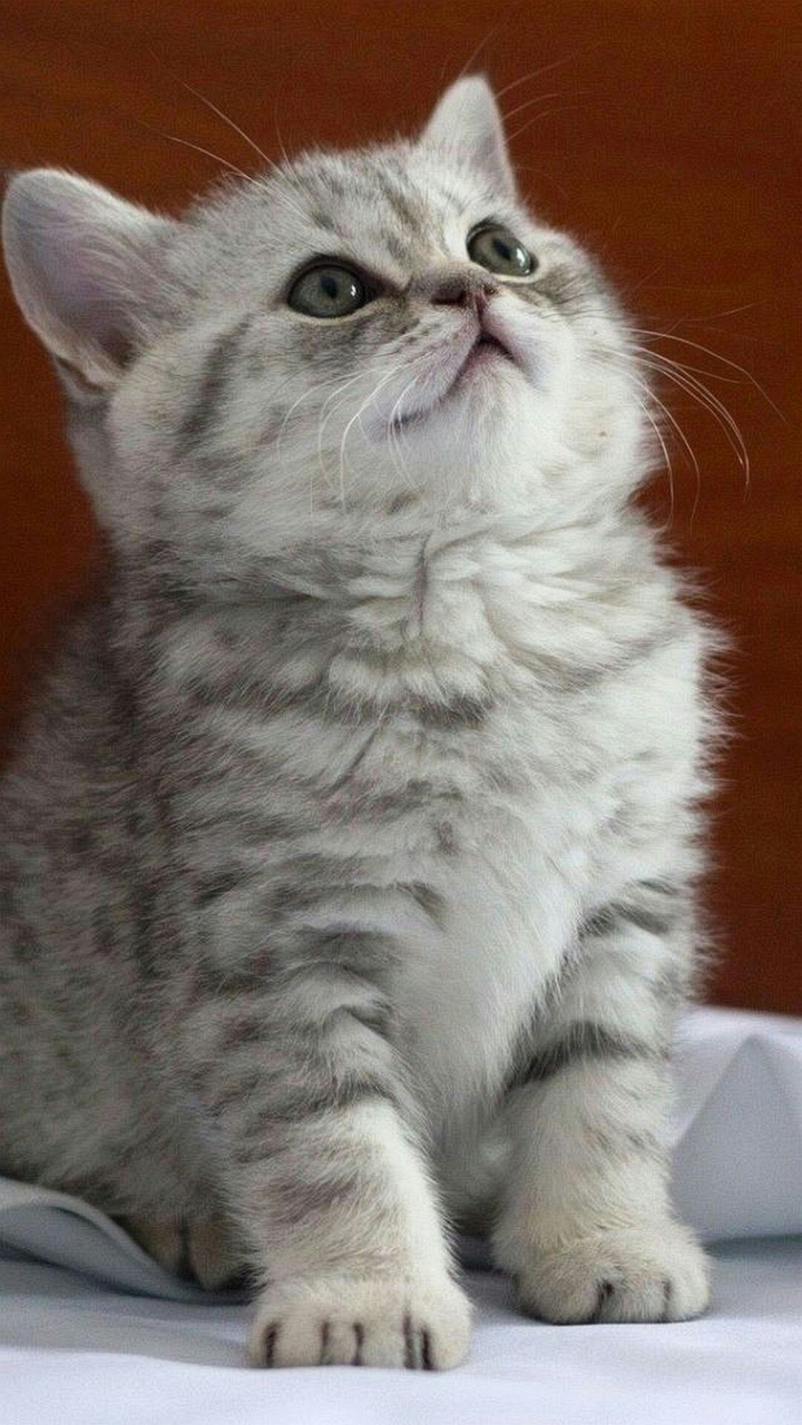 Cute Kitty