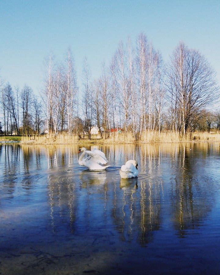 Swans