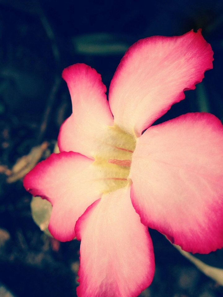 a Close up to pretty beauty.