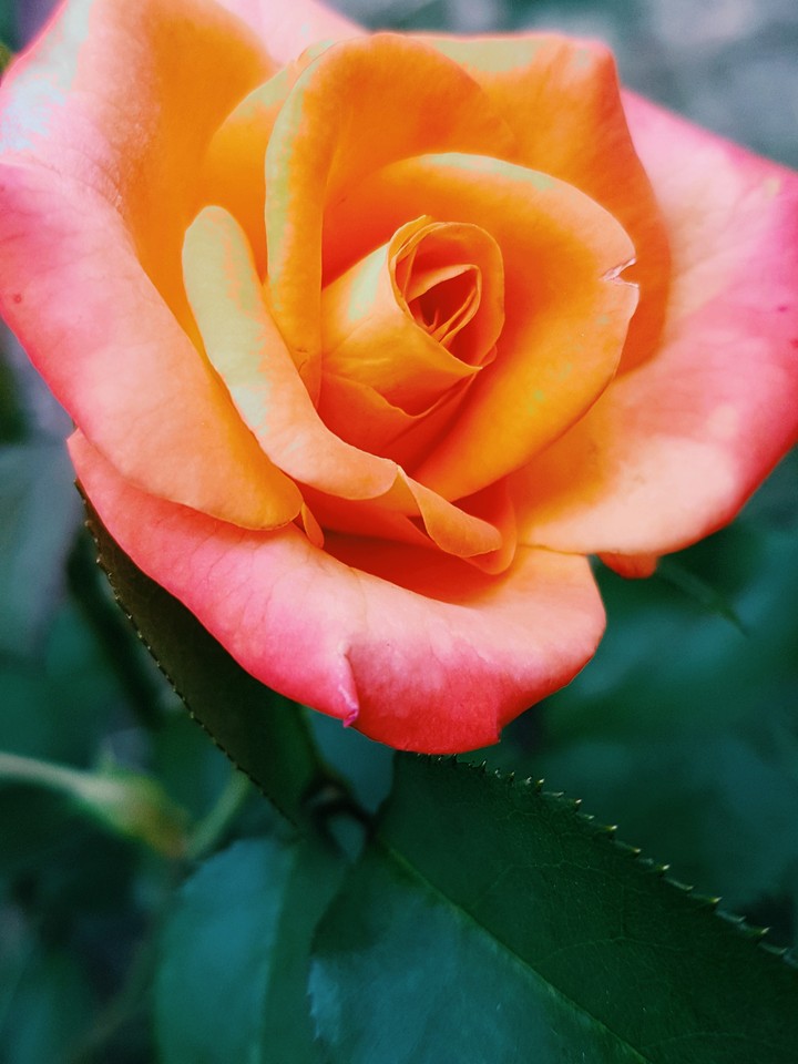 beautiful rose
