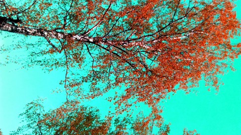 ταπετσαρίες tree, leaf