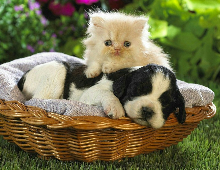 Ket and dog