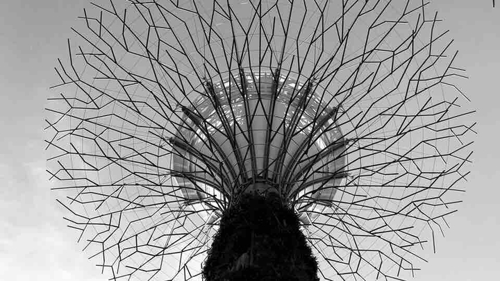 Supertree - Monochrome