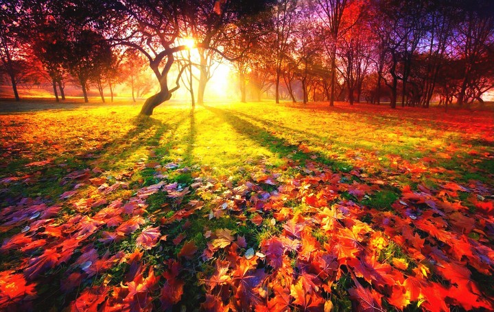 gold autumn