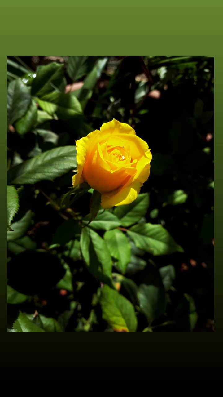 yellow flower