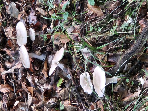 Green, Red, Fungus