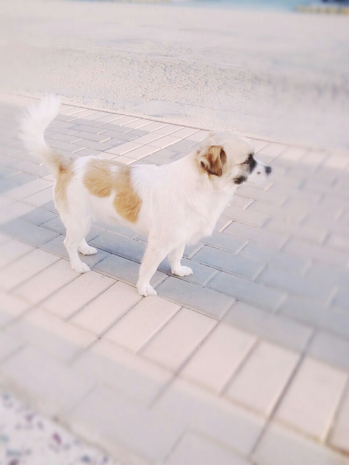 Dog