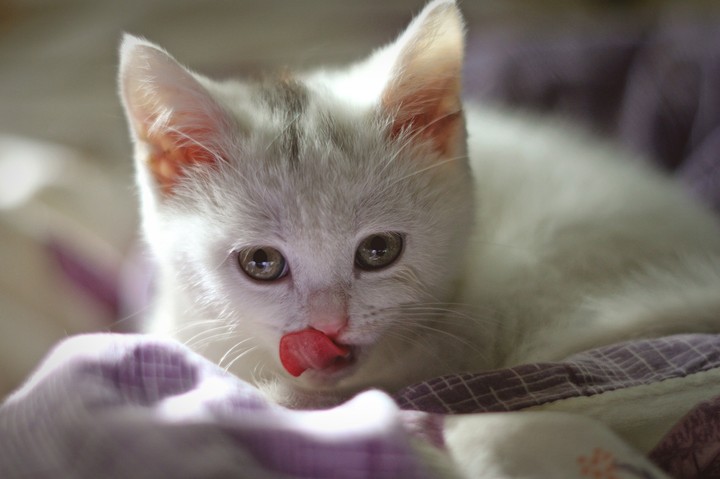 Kitty
