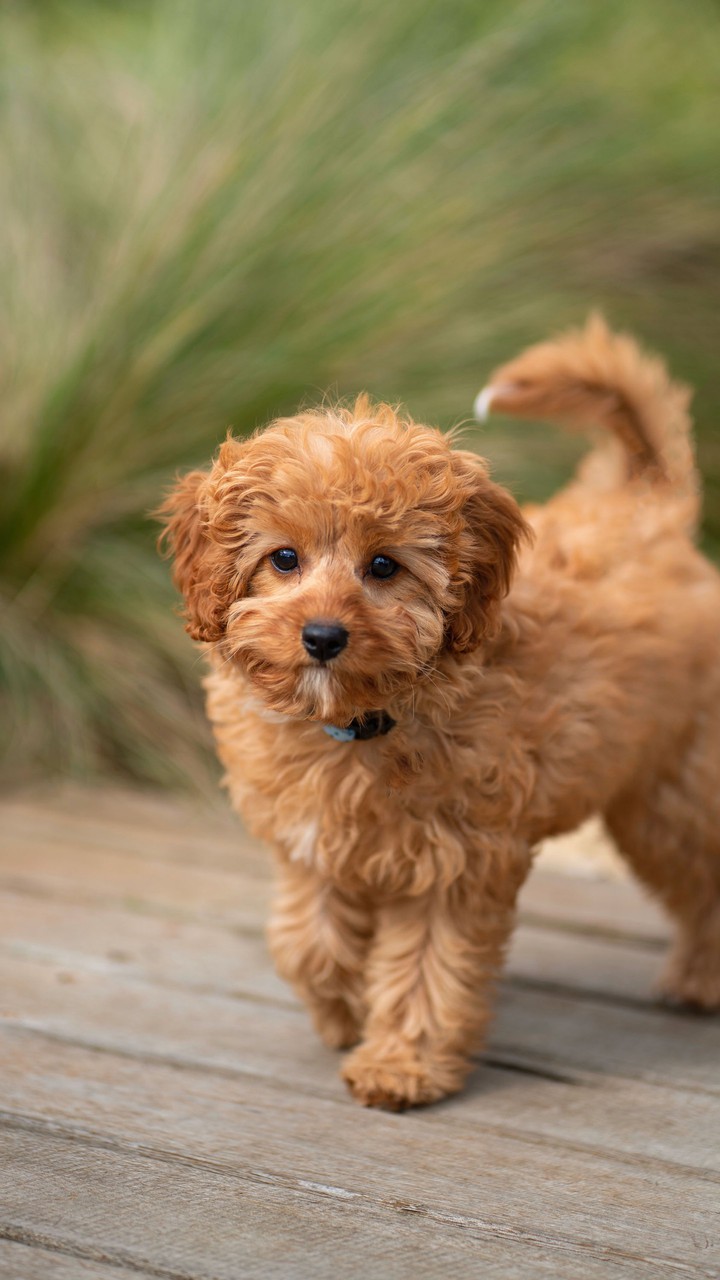 beautiful dog