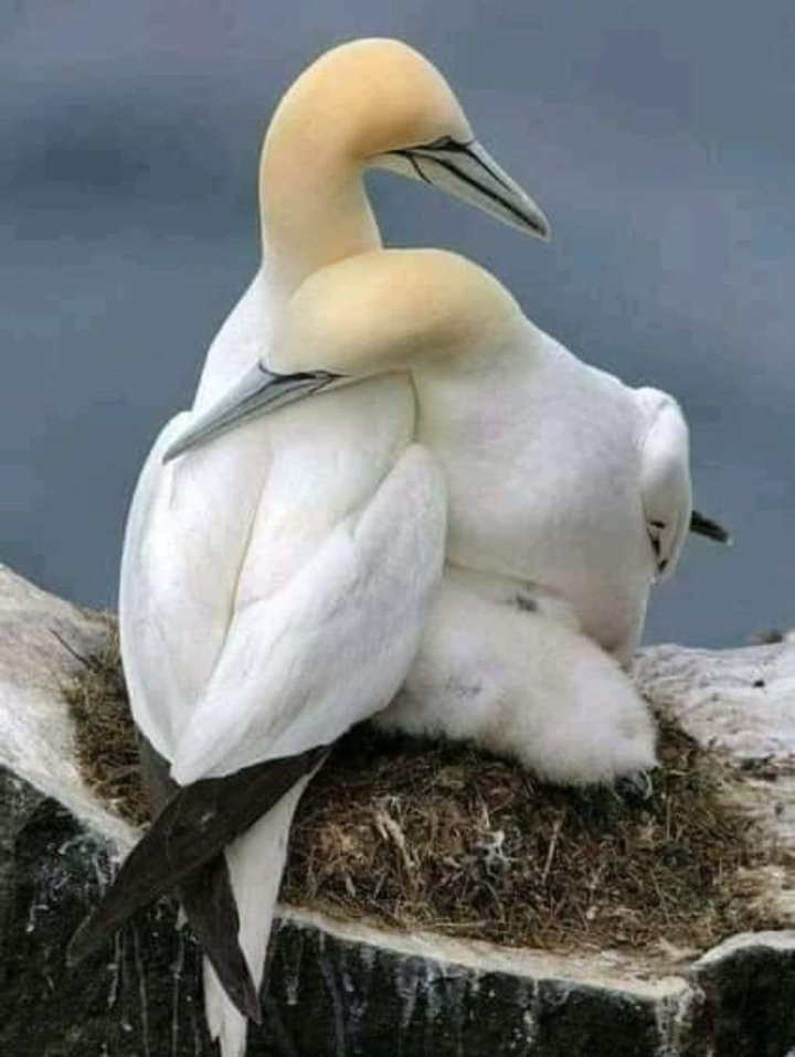 birds