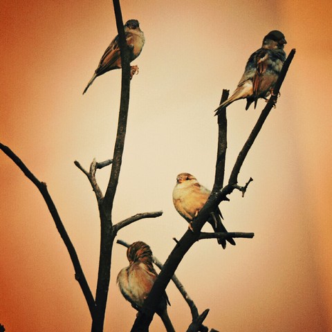 sparrows
