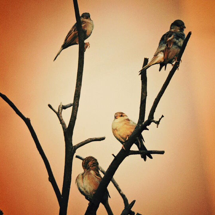 sparrows