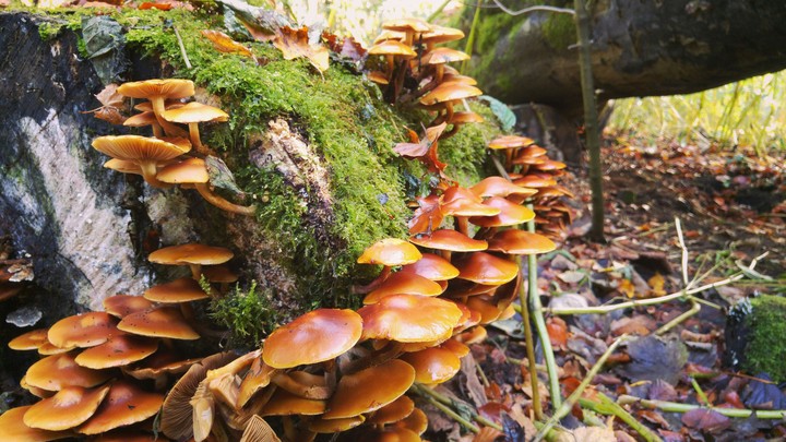 autumn's mushrooms