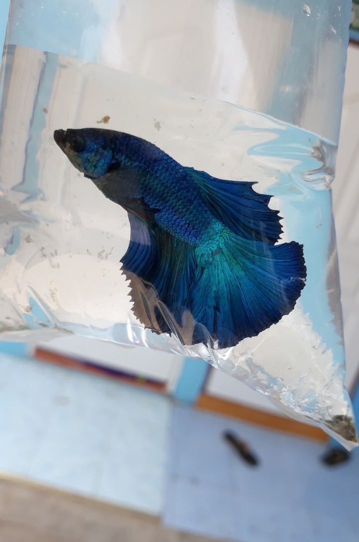 betta
