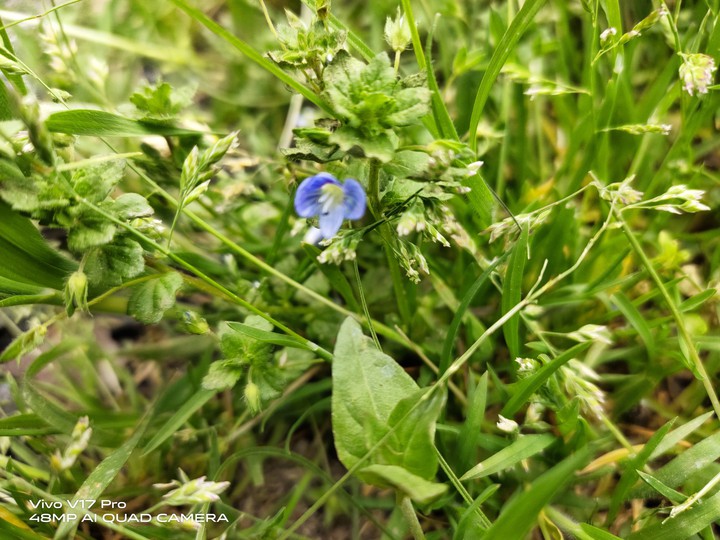 Skyblue Flower