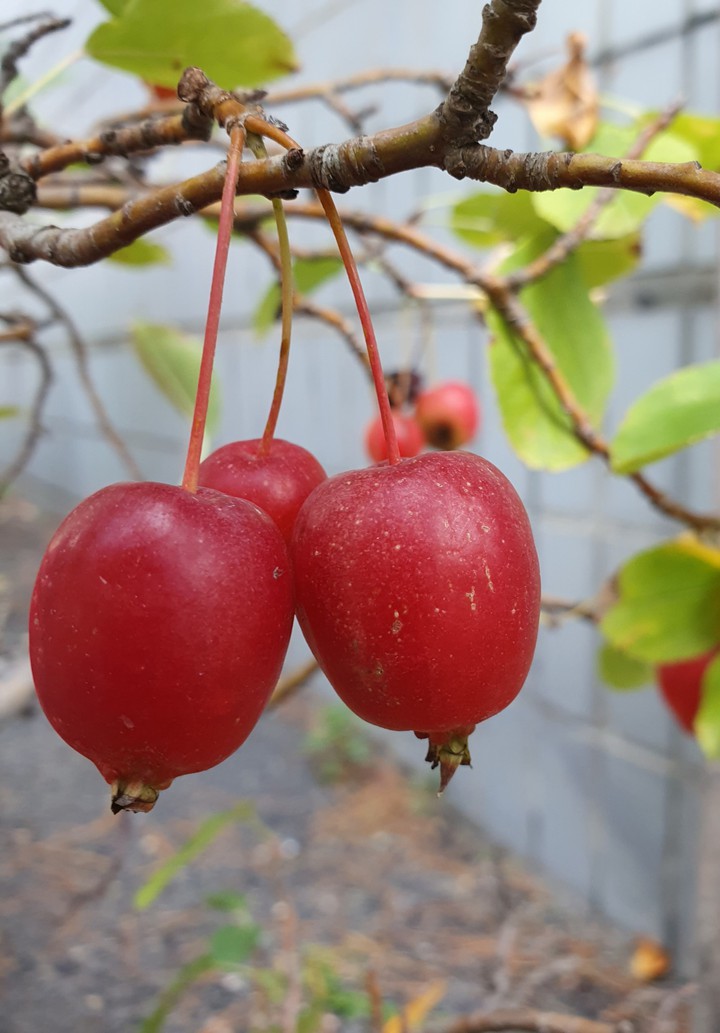 Small Apple