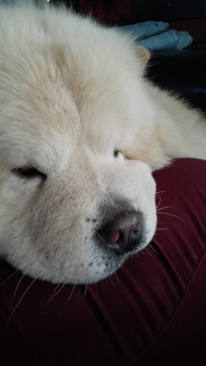 chowchow