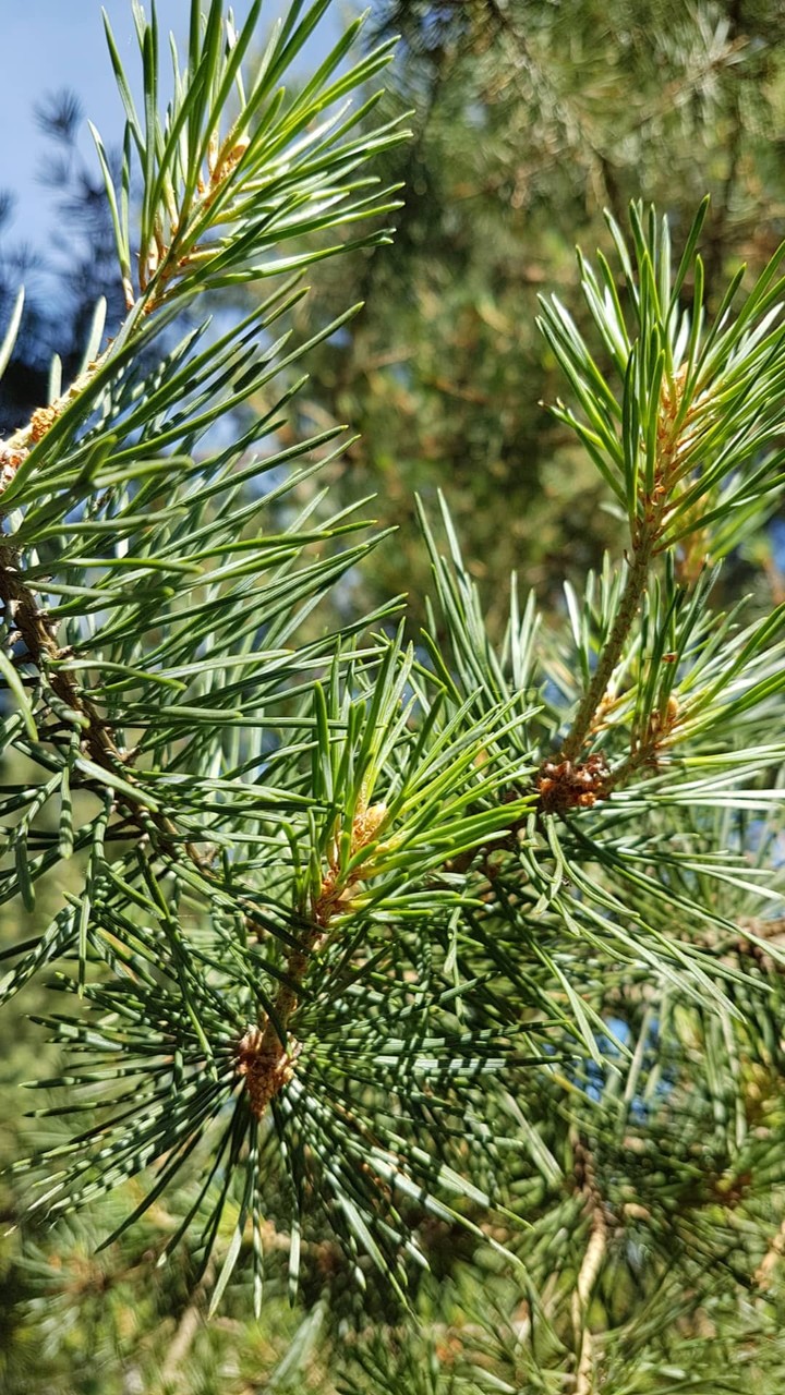 needles
