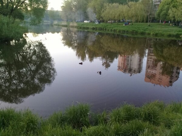 Утки в парке " Александрино"