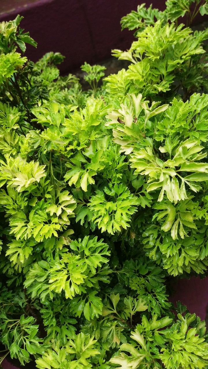 green