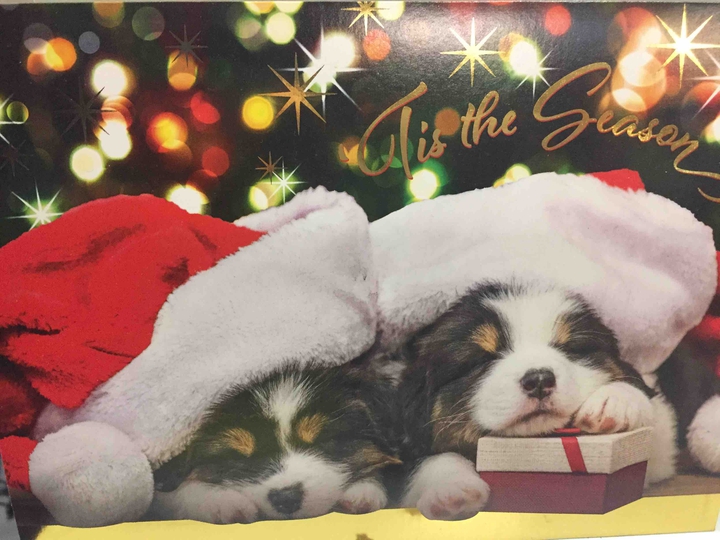 puppy love Christmas