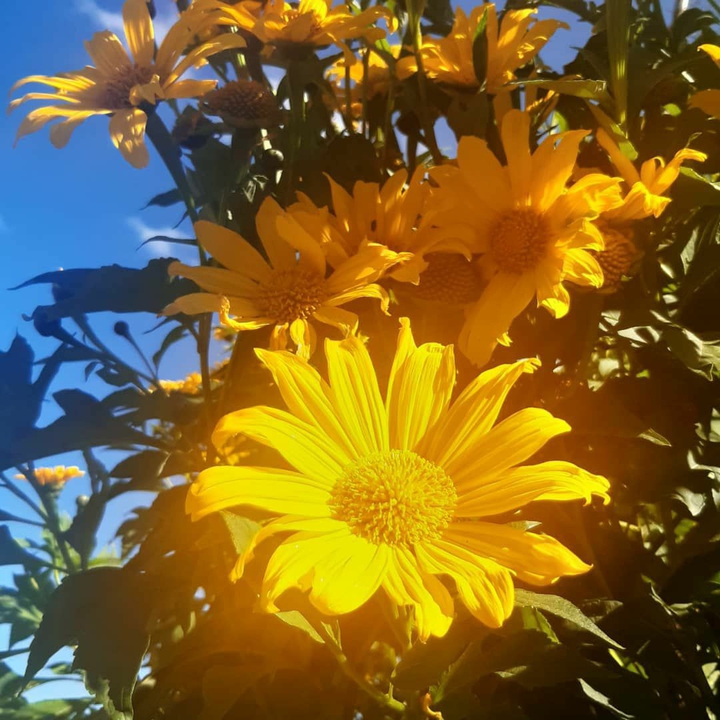 Flores amarillas