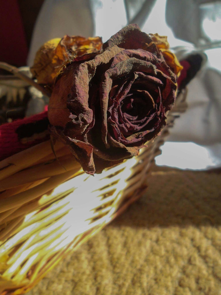 Rose <3