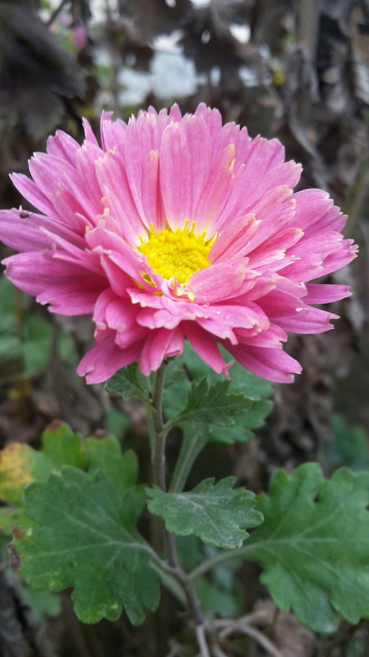 pink flower
