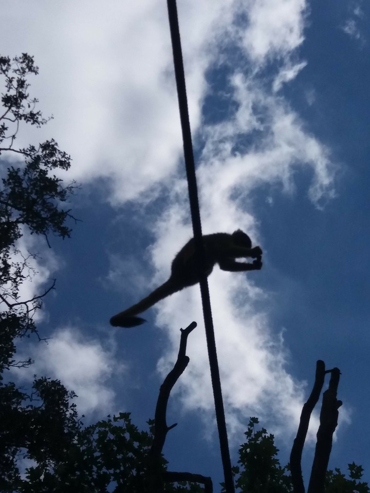 Monkey