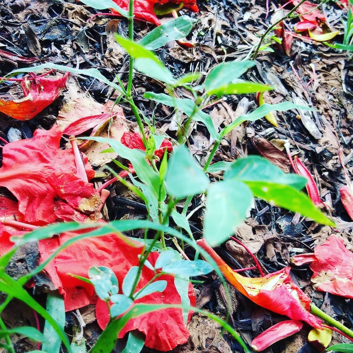 nature flowers
