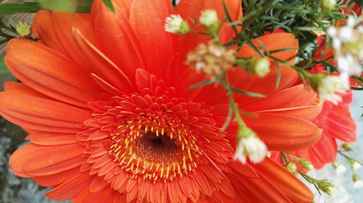 flores