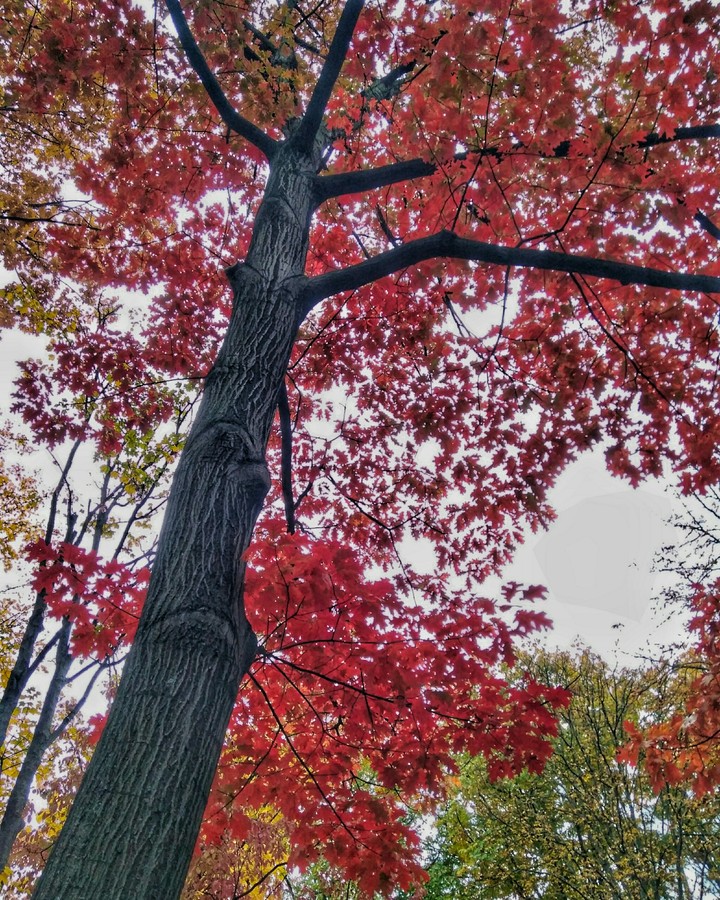 red tree