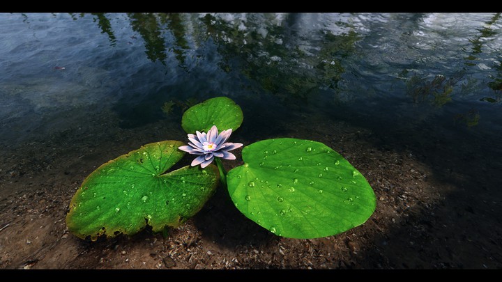 Water lily