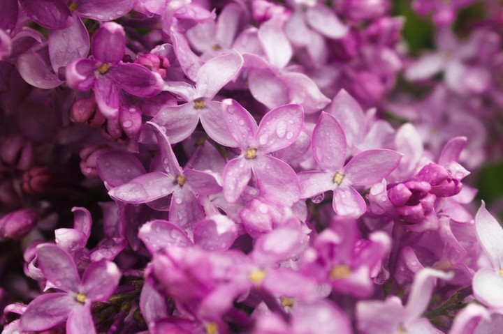 lilac - сирень