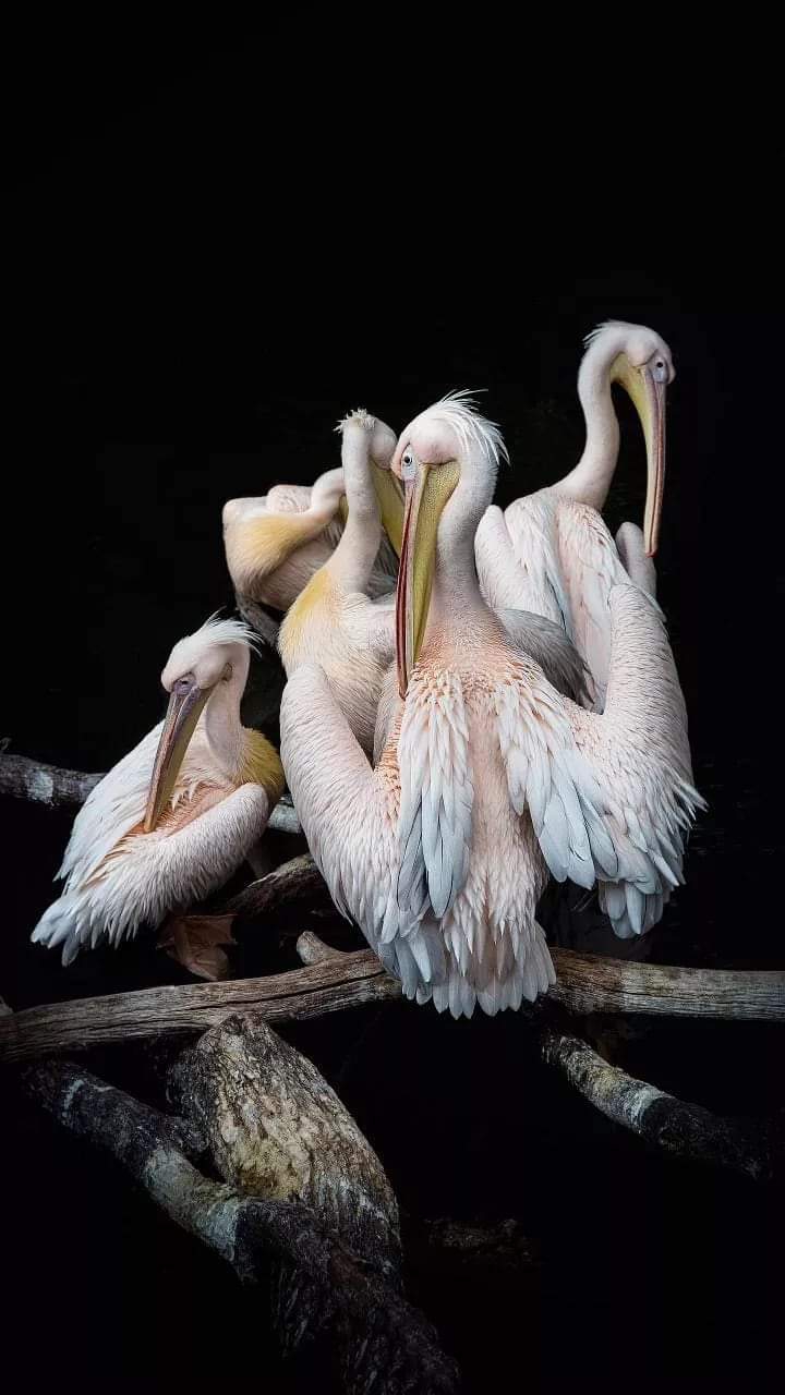 ? Bird ?