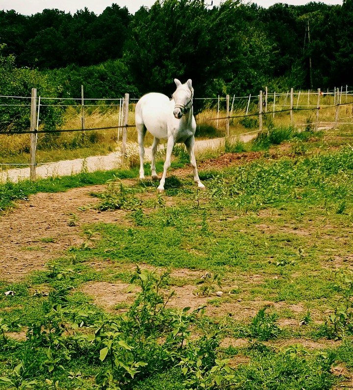 horse