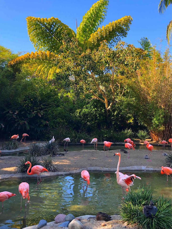 Flamingo