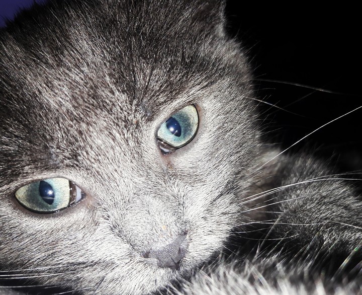Littlle fluffy