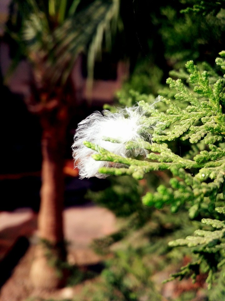 Cotton