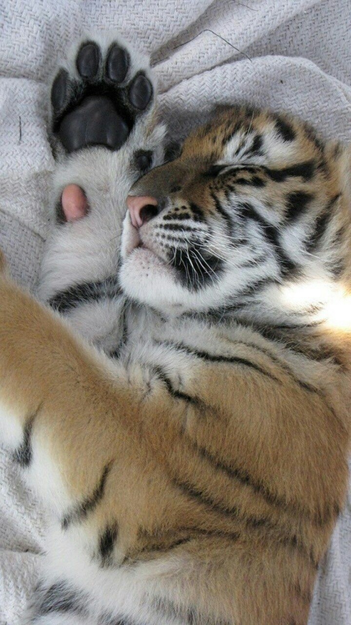 sleeping